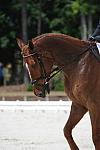 So8ths-5-4-12-Dressage-0937-KristinNeill-BigBonesBailey-DDeRosaPhoto