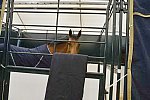 Spruce-Meadows-9-3-13-5243-DDeRosaPhoto
