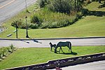 Spruce-Meadows2-9-8-13-3693-DDeRosaPhoto