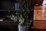 TRIFF-10-08-2021-4755-DDeRosaPhoto