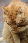 Cats-5-14-09-093-DDeRosaPhotos.jpg