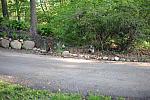 Chickens-5-14-09-2-DDeRosaPhotos.jpg