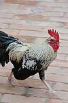 Rooster-4-4-09-40-DDeRosaPhoto.jpg