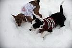 Dogs-12-20-09-57-DDeRosaPhoto.jpg