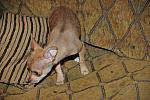 Dogs-5-21-09-14-DDeRosaPhoto.jpg