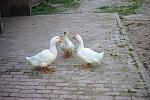 Ducks-5-14-09-052-DDeRosaPhotos.jpg