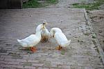 Ducks-5-14-09-055-DDeRosaPhotos.jpg
