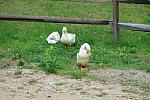 Ducks-5-14-09-067-DDeRosaPhotos.jpg