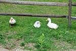 Ducks-5-14-09-080-DDeRosaPhotos.jpg