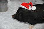 Pig-12-20-09-104-DDeRosaPhoto.jpg