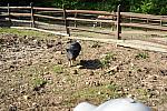 Pig-5-14-09-036-DDeRosaPhotos.jpg