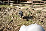 Pig-5-14-09-037-DDeRosaPhotos.jpg