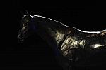 USEF-1-14-10-267-DDeRosaPhoto.jpg