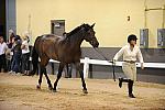 USHJA-Derby-8-19-10-Jog-DER_6935-DDeRosaPhoto.JPG