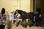 USHJA-Derby-8-19-10-Jog-DER_7103-DDeRosaPhoto.JPG