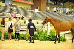 USHJA-Derby-8-20-10-DER_9087-QRnd1-Borealus-KatieDinan-DDeRosaPhoto.jpg
