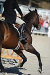 WEG3-10-6-10-Hunters-3659-DDeRosaPhoto.jpg