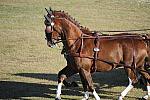 WEG3-10-7-10-DR-DRE-5598-GavinRobson-AUS-DDeRosaPhoto.jpg