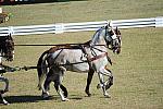 WEG3-10-7-10-DR-DRE-5711-WernerUlrich-SUI-DDeRosaPhoto.jpg