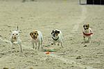 WIHS2-10-30-10-8596-DDeRosaPhoto.JPG