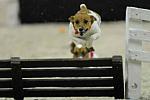 WIHS2-10-30-10-8613-DDeRosaPhoto.JPG