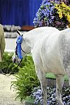 WIHS1-10-26-10-Cl33-2ndYrGrHndyHtr-8418-BellaBlue-AlexJayne-DDeRosaPhoto.jpg