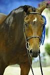 BridgetHallman-WIHS1-10-26-10-Cl52-A-O-Htr35-U-8859-DoTell-DDeRosaPhoto.jpg