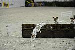 Terriers-WIHS2-10-30-10-8642-DDeRosaPhoto-crop.jpg