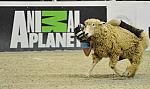 WIHS3-10-27-11-MuttonBusting-2688-DDeRosaPhoto.JPG