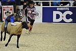 WIHS3-10-27-11-MuttonBusting-2635-DDeRosaPhoto.JPG