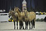 Australian-WIHS4-10-29-11-4034-DDeRosaPhoto