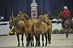 Australian-WIHS4-10-29-11-4045-DDeRosaPhoto