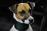 WIHS-10-23-09-DER_6768-OpJpr213-Terriers-DDeRosaPhoto.jpg