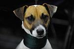 WIHS-10-23-09-DER_6769-OpJpr213-Terriers-DDeRosaPhoto.jpg