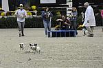 WIHS-10-23-09-DER_7248-Terriers-DDeRosaPhoto.jpg