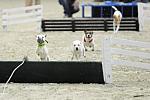 WIHS-10-23-09-DER_7286-Terriers-DDeRosaPhoto.jpg