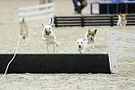 WIHS-10-23-09-DER_7287-Terriers-DDeRosaPhoto.jpg