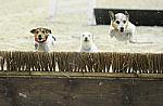 WIHS-10-23-09-DER_7304-Terriers-DDeRosaPhoto.jpg