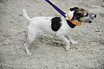 WIHS-10-25-09-DSC_3343-Terriers-DDeRosaPhoto.jpg