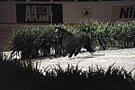 DSC_6660-DDeRosaPhoto.JPG