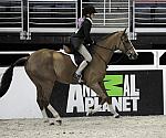WIHS-10-25-09-DSC_2365-Braveheart-AllisonToffolen-Sponsors-AnimalPlanet-DDeRosaPhoto.jpg