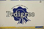Pedigree-DER_5340-DDeRosaPhoto.jpg