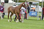 WEG1-EnduranceJog-8-27-14-0000545-DDeRosaPhoto