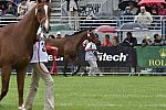 WEG1-EnduranceJog-8-27-14-0000552-DDeRosaPhoto