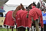 WEG1-EnduranceJog-8-27-14-0000581-DDeRosaPhoto