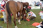 WEG2-Endurance-8-28-14-6522-DDeRosaPhoto