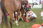 WEG2-Endurance-8-28-14-6523-DDeRosaPhoto