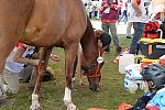 WEG2-Endurance-8-28-14-6536-DDeRosaPhoto