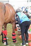 WEG2-Endurance-8-28-14-6590-DDeRosaPhoto