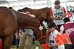 WEG2-Endurance-8-28-14-6624-DDeRosaPhoto